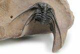 Kettneraspis Trilobite With Long Occipital - Lghaft, Morocco #226080-3